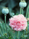 Heirloom Frosted Elegance Peony Poppy Seeds - 200+ Fresh Seeds with Instructions - Rare Botanical Variety