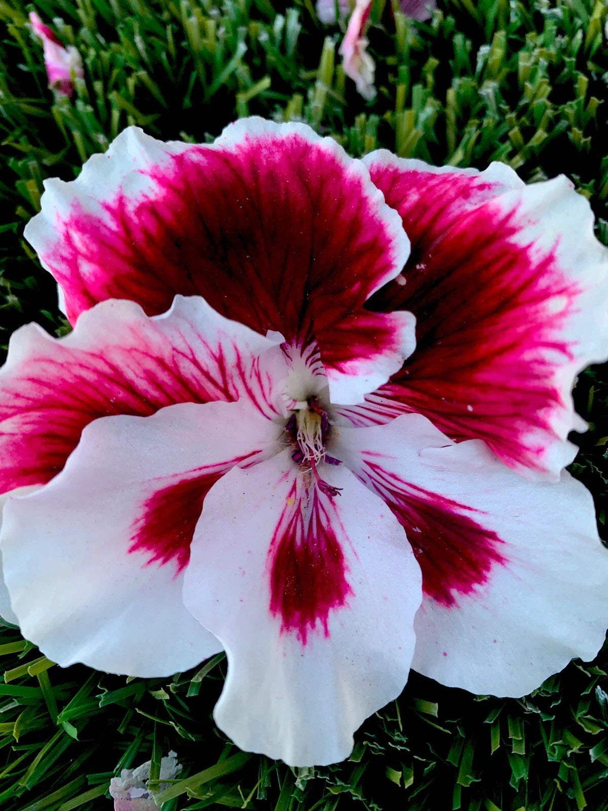 Geranium Live Plant Starter Cuttings, 3 Pack, White and Dark Maroon Center, Perennial (Pelargonium)