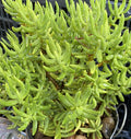Crassula Tetragona Cuttings - 10 Miniature Pine Tree Succulent Plants for Cactus Gift