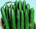 Cucumber Seeds - 25+ Summer Dance Variety - Cucumis sativus - Perfect for Garden Planting - USA