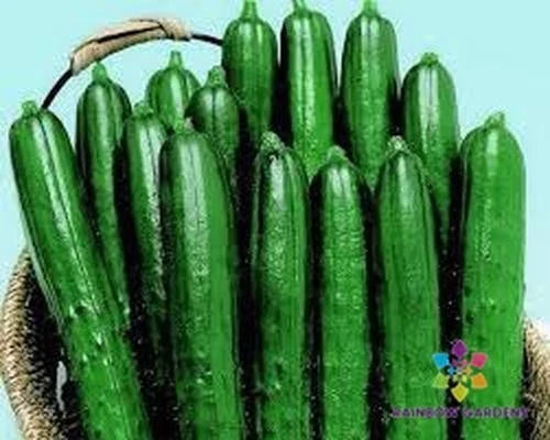 Cucumber Seeds - 25+ Summer Dance Variety - Cucumis sativus - Perfect for Garden Planting - USA