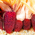 Strawberry Popcorn Seeds | Red Mini Cherry Ornamental Corn Seed | Zea mays 'Strawberry' for 2025