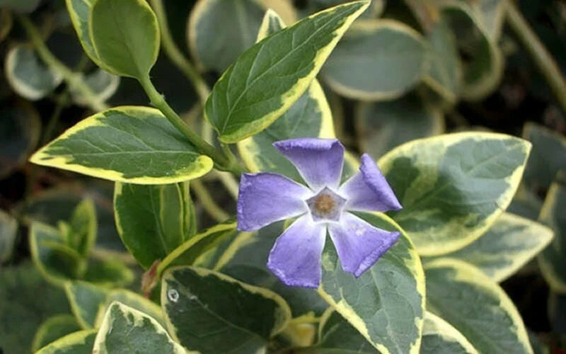 Variegated Vinca Starter Plants - 6+ Perennial Ground Cover - Vinca minor - Easy Grower for Garden