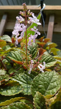 Purple Swedish Ivy Cuttings with Roots - Ready to Plant - Plectranthus verticillatus - No Pot Included