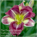 Daylily Live Plant - Beautiful Purple Chinese Water Lily - Hemerocallis Hybrid