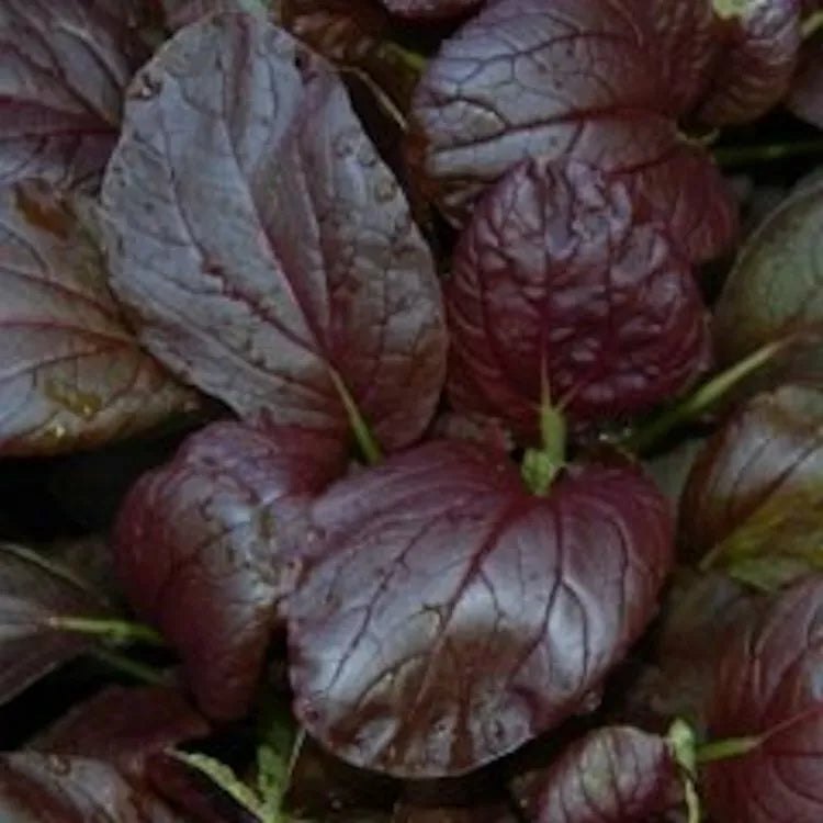Gourmet Purple Hybrid Pak Choi Seeds - 300 Count - Bok Choi - Brassica rapa Chinensis