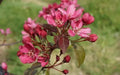 25+ Barbara Crabapple Seeds for Planting | Malus angustifolia | USA Grown, Garden-Ready Seeds, Free Shipping