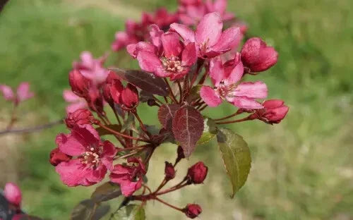 25+ Barbara Crabapple Seeds for Planting | Malus angustifolia | USA Grown, Garden-Ready Seeds, Free Shipping