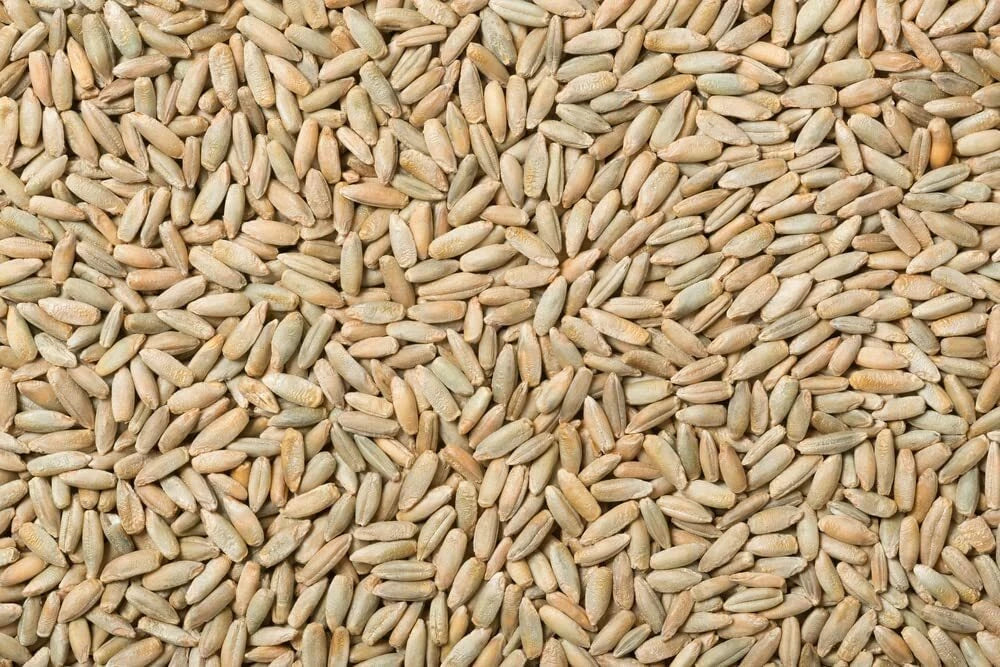 Rye Berries 4 Pounds High Fiber Iron Rich USA Grown Secale cereale