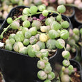 2 X 4" Unrooted Cuttings - Senecio Rowleyanus Variegata - String of Pearls - Indoor Succulent Plant