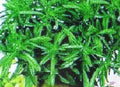 Savory Herb Seeds - 100 Pack - Medicinal Gourmet Flavor - Satureja hortensis