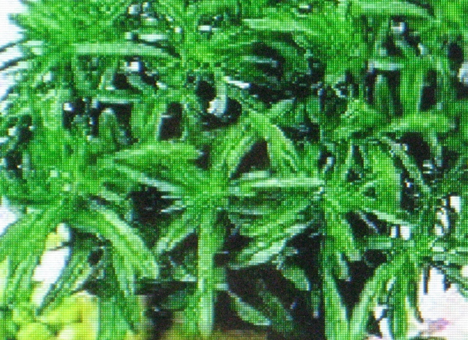 Savory Herb Seeds - 100 Pack - Medicinal Gourmet Flavor - Satureja hortensis