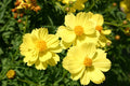 Sulphur Yellow Cosmos Seeds - 200+ Pack for Garden Planting - Cosmos sulphureus - USA Grown, Free Shipping