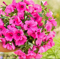 Rose Mallow Seeds - 100 Non-GMO Hot Pink Blooms - Pollinator Attractor - Hibiscus moscheutos