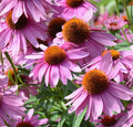 Echinacea Seeds - 100+ Purple Red Cone Perennial Wildflower for Bees - Echinacea purpurea - USA Grown