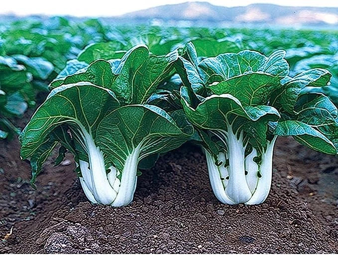Pak Choi Seeds 100 Count F1 Hybrid Joi Choi Chinese Cabbage Brassica rapa subsp. chinensis
