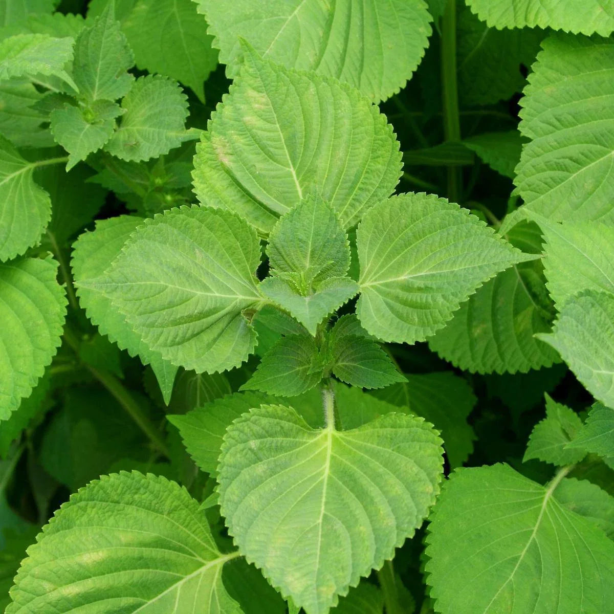 Green Shiso Seeds, NON-GMO, Perilla, Beefsteak Plant, Korean Basil - Perilla frutescens