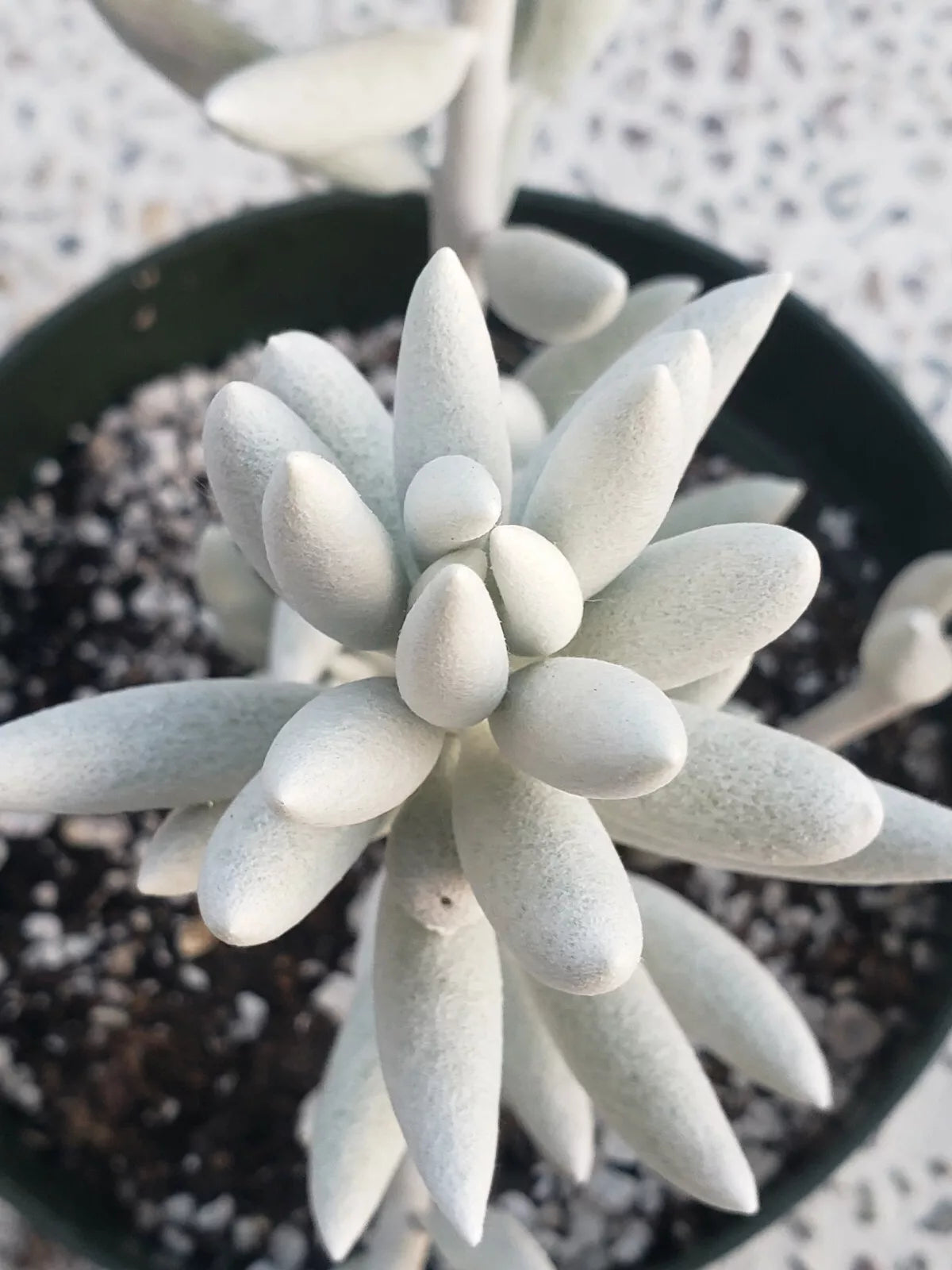 Rare Senecio Haworthii Succulent Plant - 3" Diameter - Whitest of All Succulents
