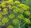 Mammoth Long Island Dill Seeds 1000+ Annual Herb for Garden and Pickling - Anethum graveolens