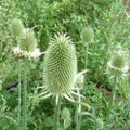 Teasel Cuttings, Dried Floral Arrangements, Dipsacus Sativus, Craft Supplies, Natural Decor