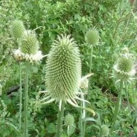 Teasel Cuttings, Dried Floral Arrangements, Dipsacus Sativus, Craft Supplies, Natural Decor