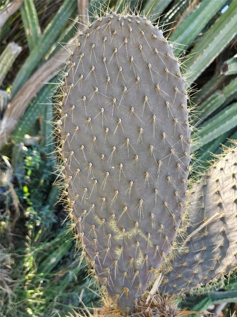 Galapagos Opuntia Echios var. Gigantea - Large Pad Cutting 16 Inch, Cactus Cutting, Succulent Plant, Rare Variety