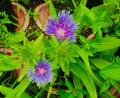 Stokes Aster Bare Root Perennial Plants - Blue/Purple Flowers - Stokesia laevis - 5 Pack