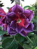 Fuchsia Magenta Desert Rose Seeds - Adenium Obesum - 4 Exotic Flower Garden Seeds for Planting