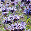 Salvia Clevelandii Plant 12" Live Blue Purple Cleveland Sage Herb Flower Drought-Tolerant Fragrant Salvia clevelandii