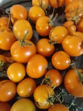 Sungold Orange Cherry Tomato Seeds - 10 Seeds - Heavy Producer - Solanum lycopersicum