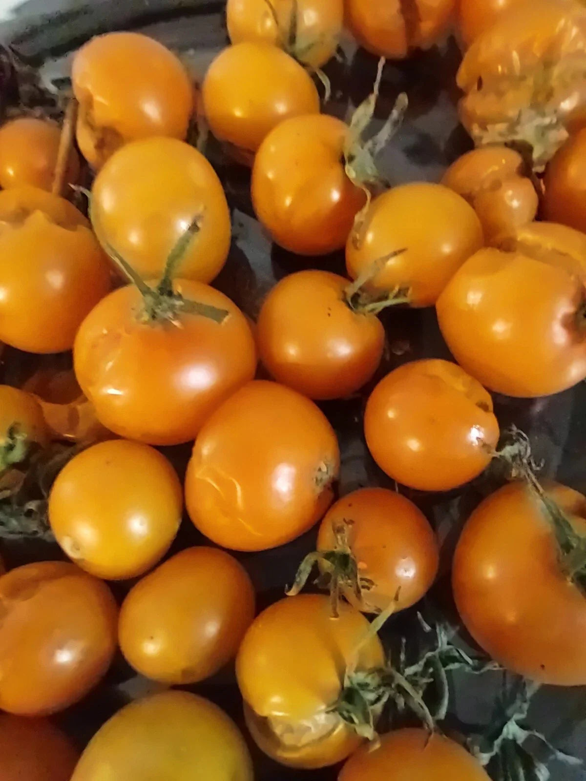 Sungold Orange Cherry Tomato Seeds - 10 Seeds - Heavy Producer - Solanum lycopersicum