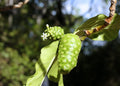 Noni Berry Tree Seeds - Organic Morinda citrifolia Superfood - 10 Seeds for Planting