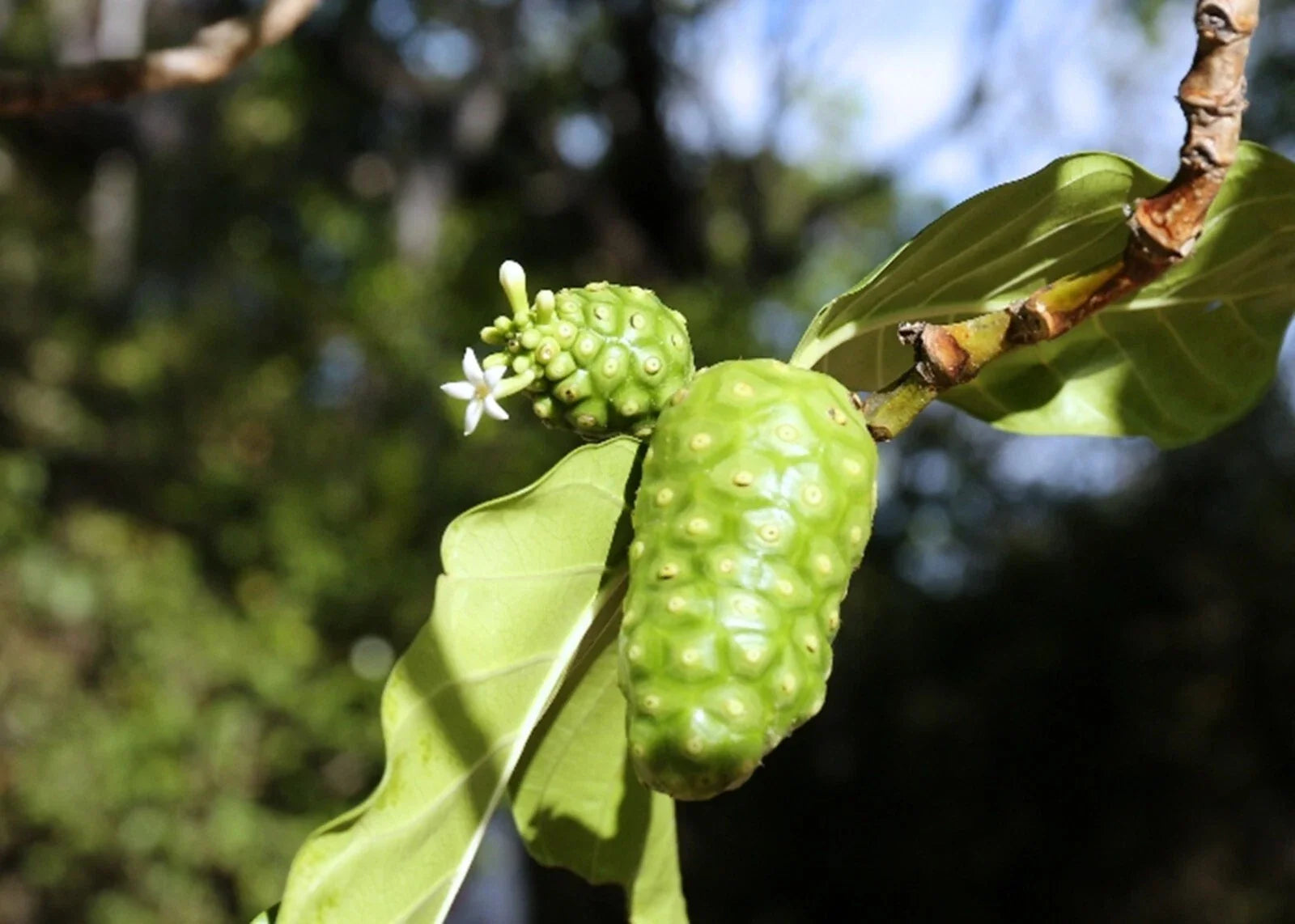 Noni Berry Tree Seeds - Organic Morinda citrifolia Superfood - 10 Seeds for Planting