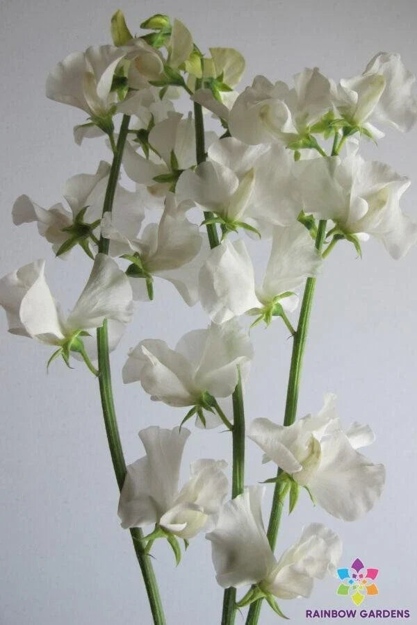 Aphrodite Sweet Pea Seeds - 50+ Seeds for Garden Planting - Lathyrus odoratus - USA Grown, Free Shipping