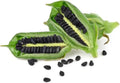 Black Sesame Seeds for Planting - Kurogoma - 500 Seeds - Organic Black Sesame (Sesamum indicum)