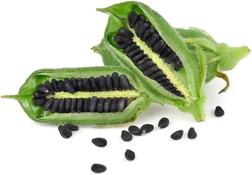 Black Sesame Seeds for Planting - Kurogoma - 500 Seeds - Organic Black Sesame (Sesamum indicum)