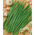 Garlic Chives Seeds | NON-GMO Heirloom Variety | Allium tuberosum