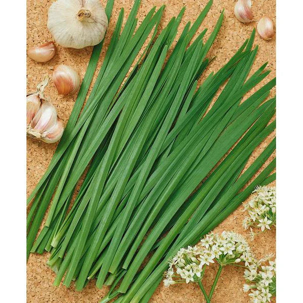 Garlic Chives Seeds | NON-GMO Heirloom Variety | Allium tuberosum