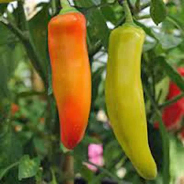 Pepper Seeds - 100 Count - Spicy Hungarian Yellow Wax - Heirloom, Non-GMO (Capsicum annuum)