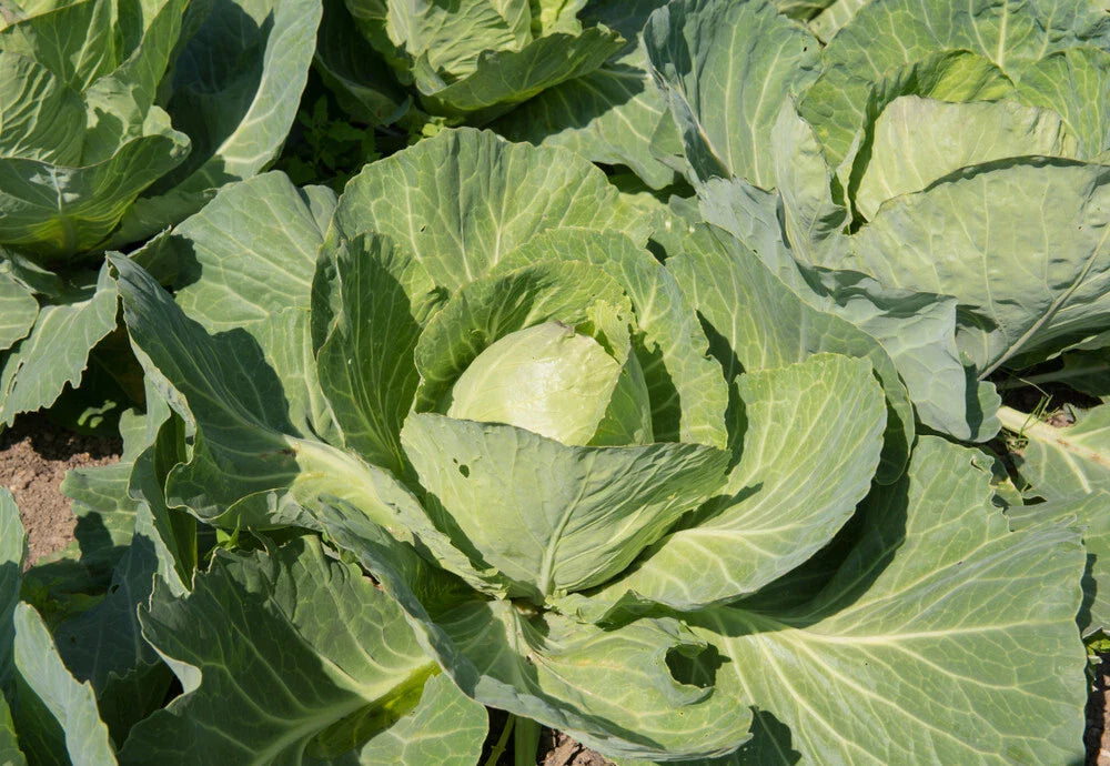 Earliana Cabbage Seeds - 500+ Count - Heirloom Variety - Brassica oleracea - USA Grown, Free Shipping