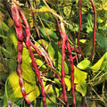 Mosaic Yard Long Bean Seeds - Purple Pink White Chinese Asparagus - Asian Seed for 2025 - Non-GMO