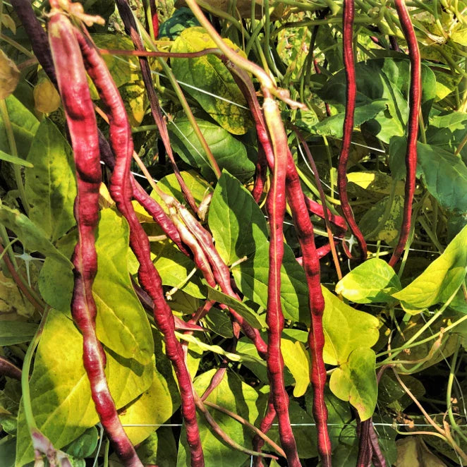 Mosaic Yard Long Bean Seeds - Purple Pink White Chinese Asparagus - Asian Seed for 2025 - Non-GMO