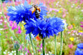 Dwarf Blue Bachelor Button Cornflower Seeds - 300+ Deer Resistant Cut Dried Flowers - Centaurea cyanus