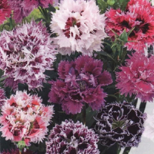 Carnation Seeds 100 DBL Pink Purple Mix Dianthus Flowers Perennial Seeds 263 USA
