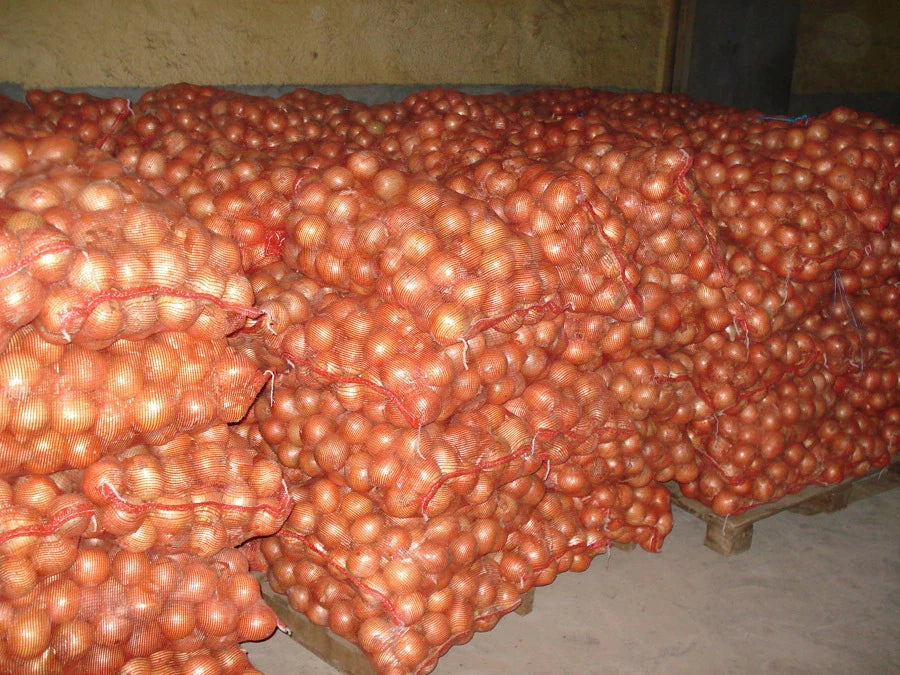 Yellow Sweet Onion Seeds - 100 Seeds - Sweetest Variety - Allium cepa - Healthful for Home Gardening