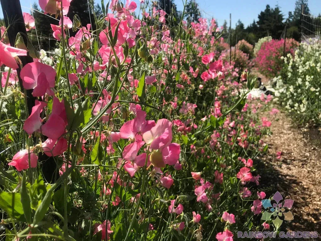 Mrs. R. Bolton Sweet Pea Seeds - 50+ Pack - Garden Planting - Lathyrus odoratus - USA - Free Shipping