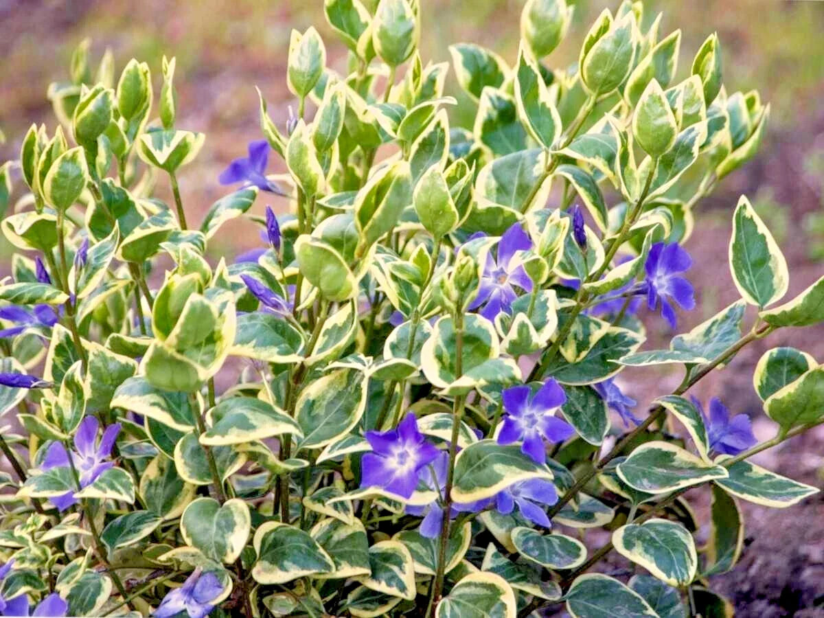 Variegated Vinca Vines - 6+ Plants, 10" for Pots or Ground Cover, Perennial (Vinca minor)