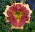 Daylily Plant - Hello Screamer - Perennial Flower - Hemerocallis 'Hello Screamer'