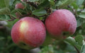 Empire Apple Seeds - 25 for Garden Planting - Malus domestica - USA Grown - Non-GMO