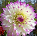 Dahlia Bulb Tuber 10" White Purple Ferncliff's Illusion Live Plant